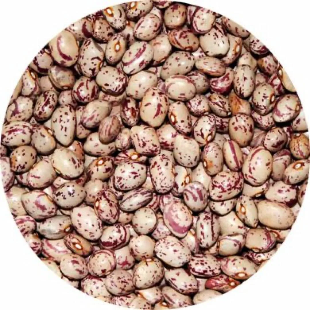 Italian Borlotti Cranberry Beans | 1.1lb (500g) (Pack of 1)