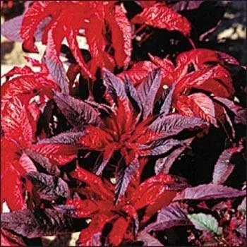 Outsidepride 5000 Seeds Annual Amaranthus Molten Fire Deep Crimson Flower Seeds for Planting