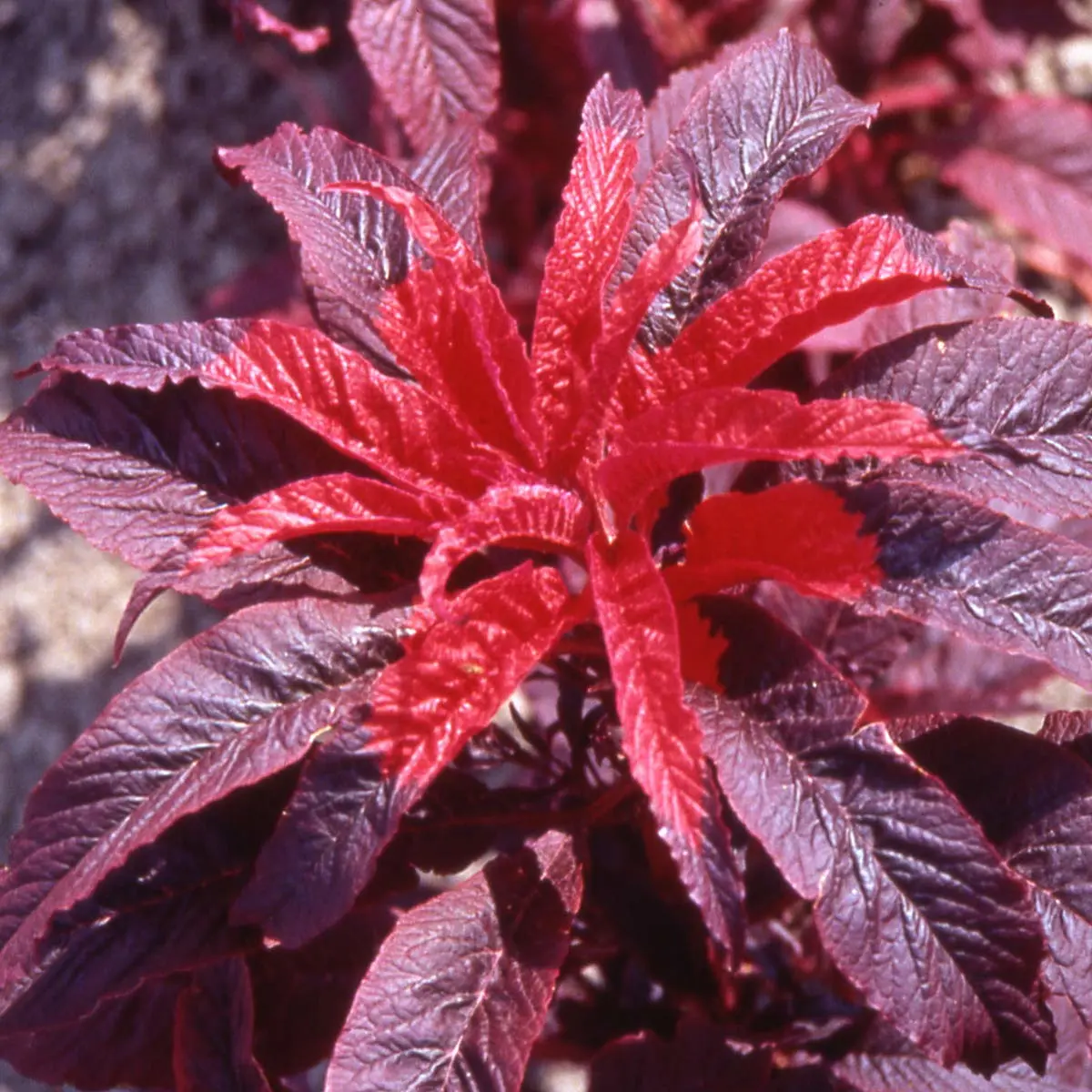 Outsidepride 5000 Seeds Annual Amaranthus Molten Fire Deep Crimson Flower Seeds for Planting
