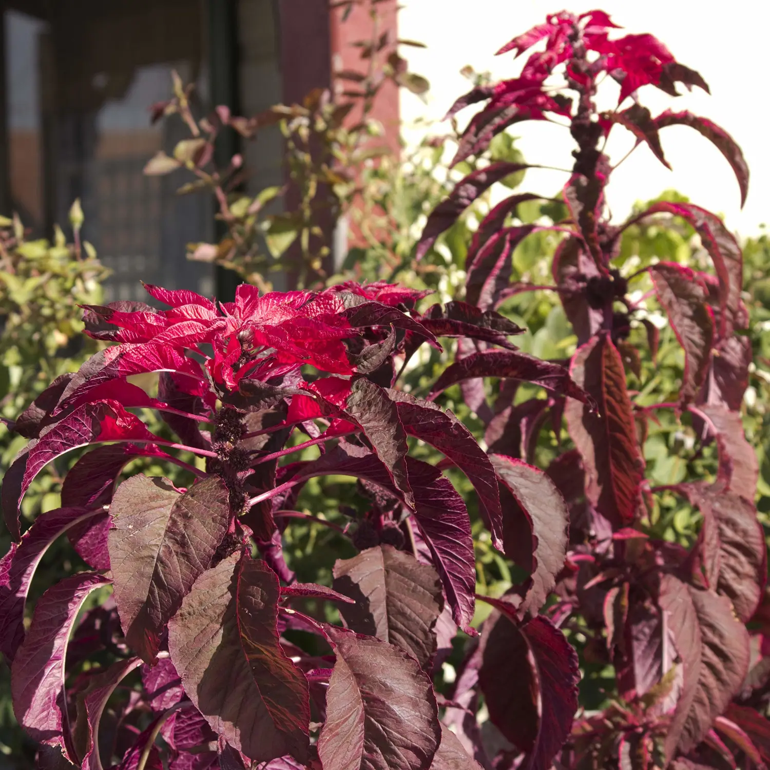 Outsidepride 5000 Seeds Annual Amaranthus Molten Fire Deep Crimson Flower Seeds for Planting