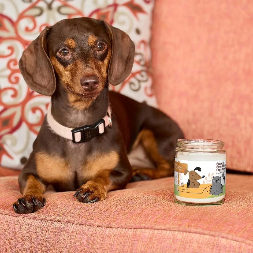 9 oz Pet Odor Eliminator for Home, Unscented Candle, Cat Candle, Pet Odor Eliminator Candle, Dog Odor Eliminators for Home, Odor Eliminating Candle, Pet Safe Candles