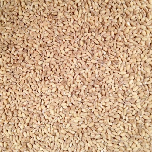 Grain Place Foods | Non-GMO Organic Hulled Barley | Made in USA | 25 lb Bag