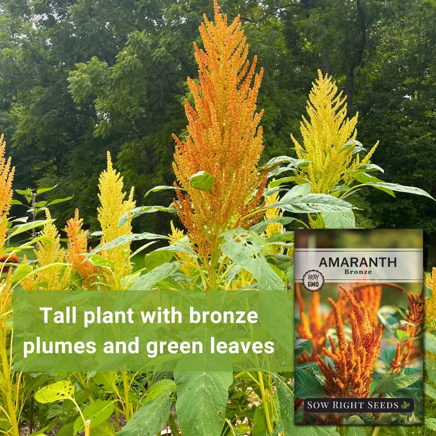 Sow Right Seeds - Bronze Amaranth Seeds for Planting - Non-GMO Heirloom Packet with Instructions to Plant & Grow an Outdoor Home Vegetable Garden - Colorful & Unique Autumn Bouquets (1)