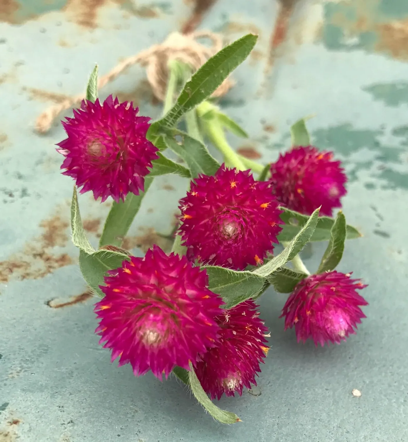 50+ Globe Amaranth Mixed Color Flower Seeds Dried Arrangements Non-GMO