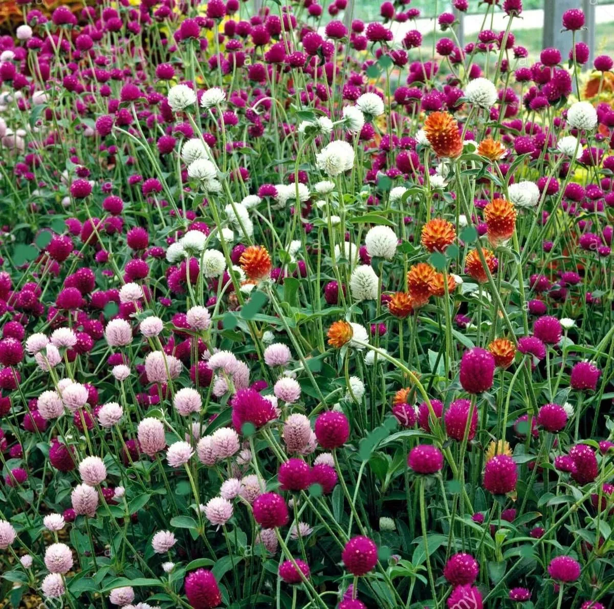 50+ Globe Amaranth Mixed Color Flower Seeds Dried Arrangements Non-GMO