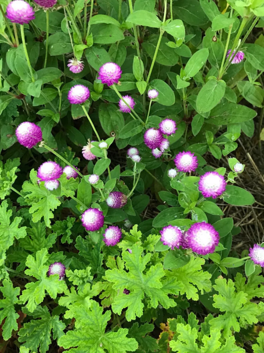 50+ Globe Amaranth Mixed Color Flower Seeds Dried Arrangements Non-GMO