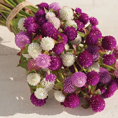 Seeds Globe Amaranth Mix Gomphrena Annual Flowers