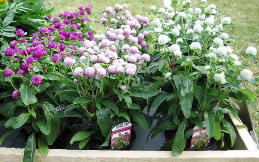 Seeds Globe Amaranth Mix Gomphrena Annual Flowers