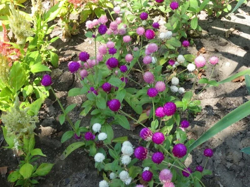 Seeds Globe Amaranth Mix Gomphrena Annual Flowers