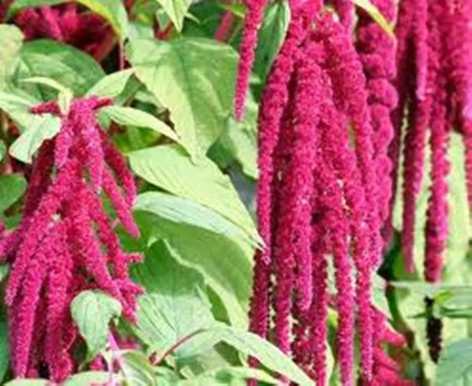 1000 Love Lies Bleedin Amaranth Seeds for Planting Heirloom Non GMO 1 gram of Seeds Garden Vegetable Bulk Survival Amaranthus