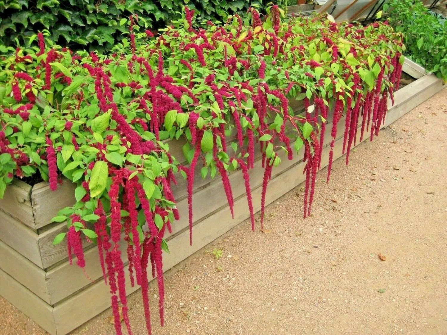 1000 Love Lies Bleedin Amaranth Seeds for Planting Heirloom Non GMO 1 gram of Seeds Garden Vegetable Bulk Survival Amaranthus
