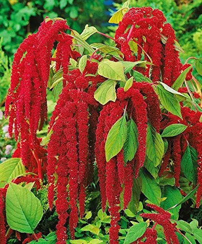 Seeds Flowers Red-Tailed Amaranth - 750 Seeds