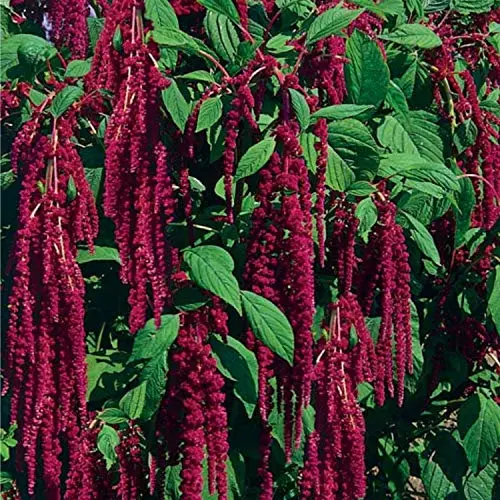 Seeds Flowers Red-Tailed Amaranth - 750 Seeds