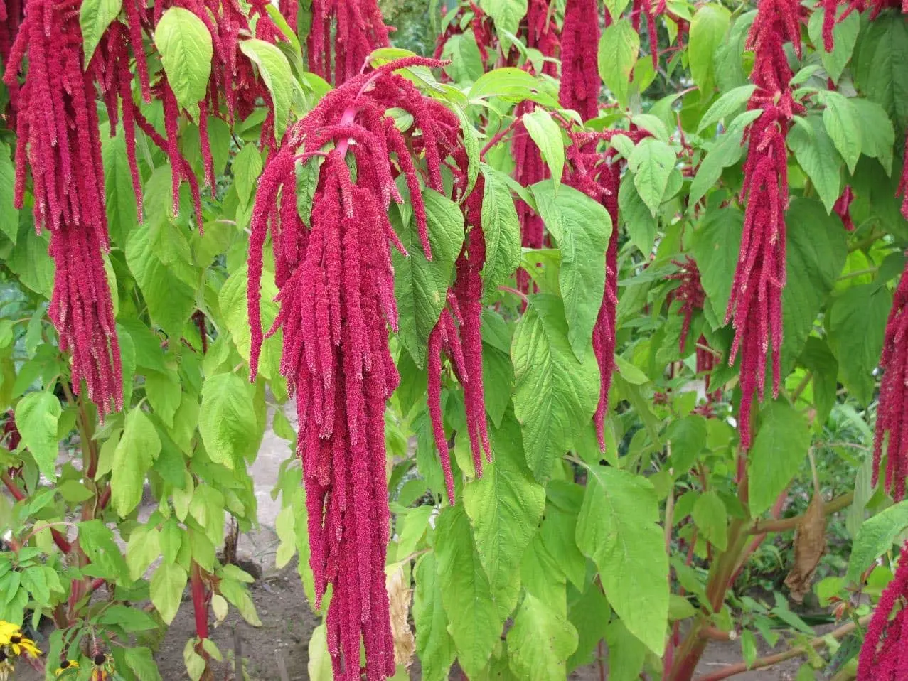 Seeds Flowers Red-Tailed Amaranth - 750 Seeds