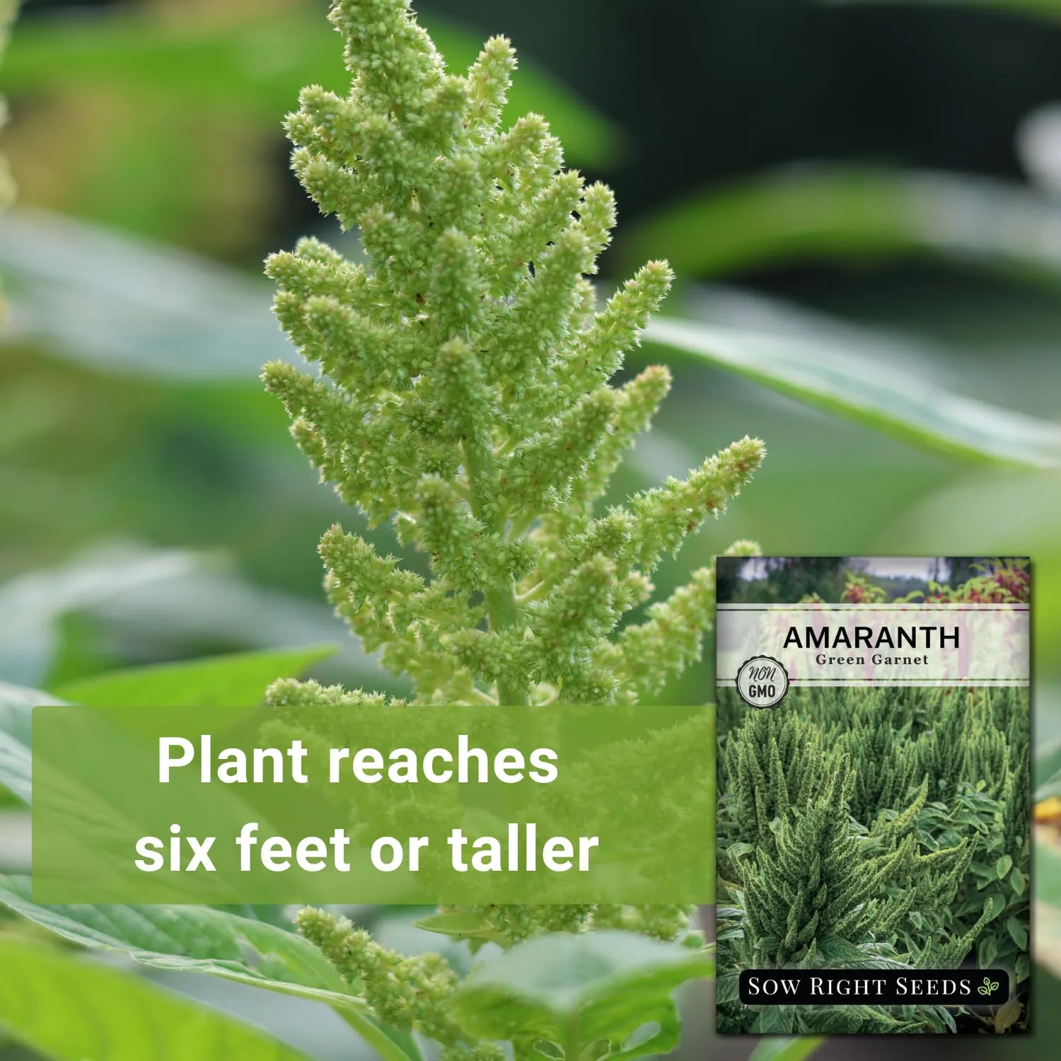 Sow Right Seeds - Green Garnet Amaranth Seeds for Planting - Non-GMO Heirloom Packet with Instructions to Plant & Grow an Outdoor Home Vegetable Garden - Hanging Green Amaranthus - Great Gift (1)