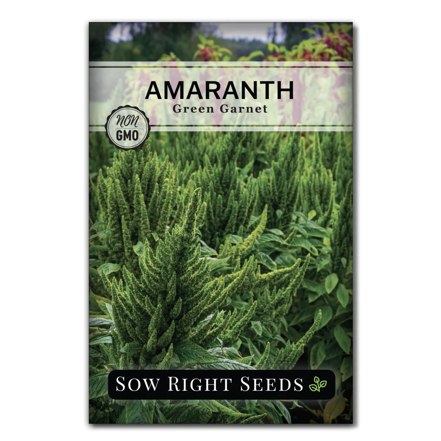 Sow Right Seeds - Green Garnet Amaranth Seeds for Planting - Non-GMO Heirloom Packet with Instructions to Plant & Grow an Outdoor Home Vegetable Garden - Hanging Green Amaranthus - Great Gift (1)