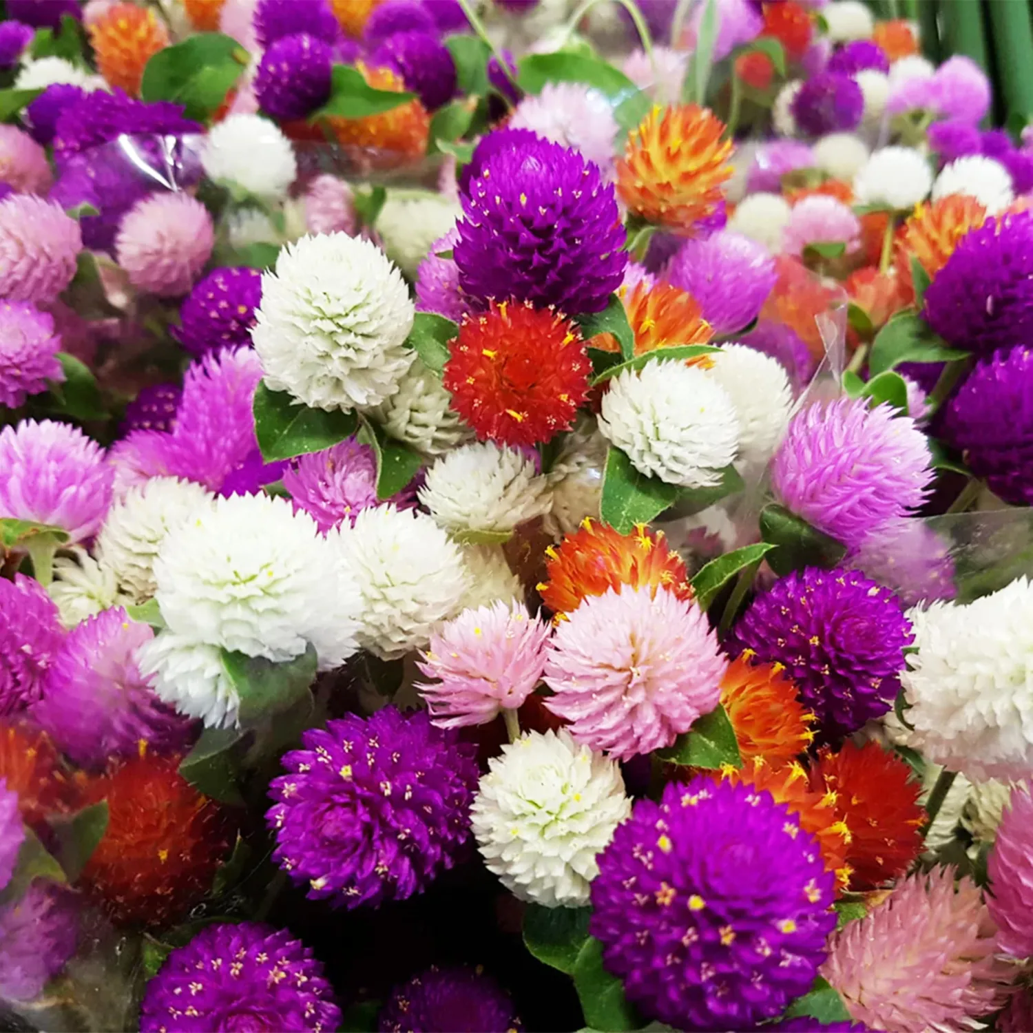 Globe Amaranth Mix Color ~ White, pink, rose, Salmon,and purple. 50 Seeds.