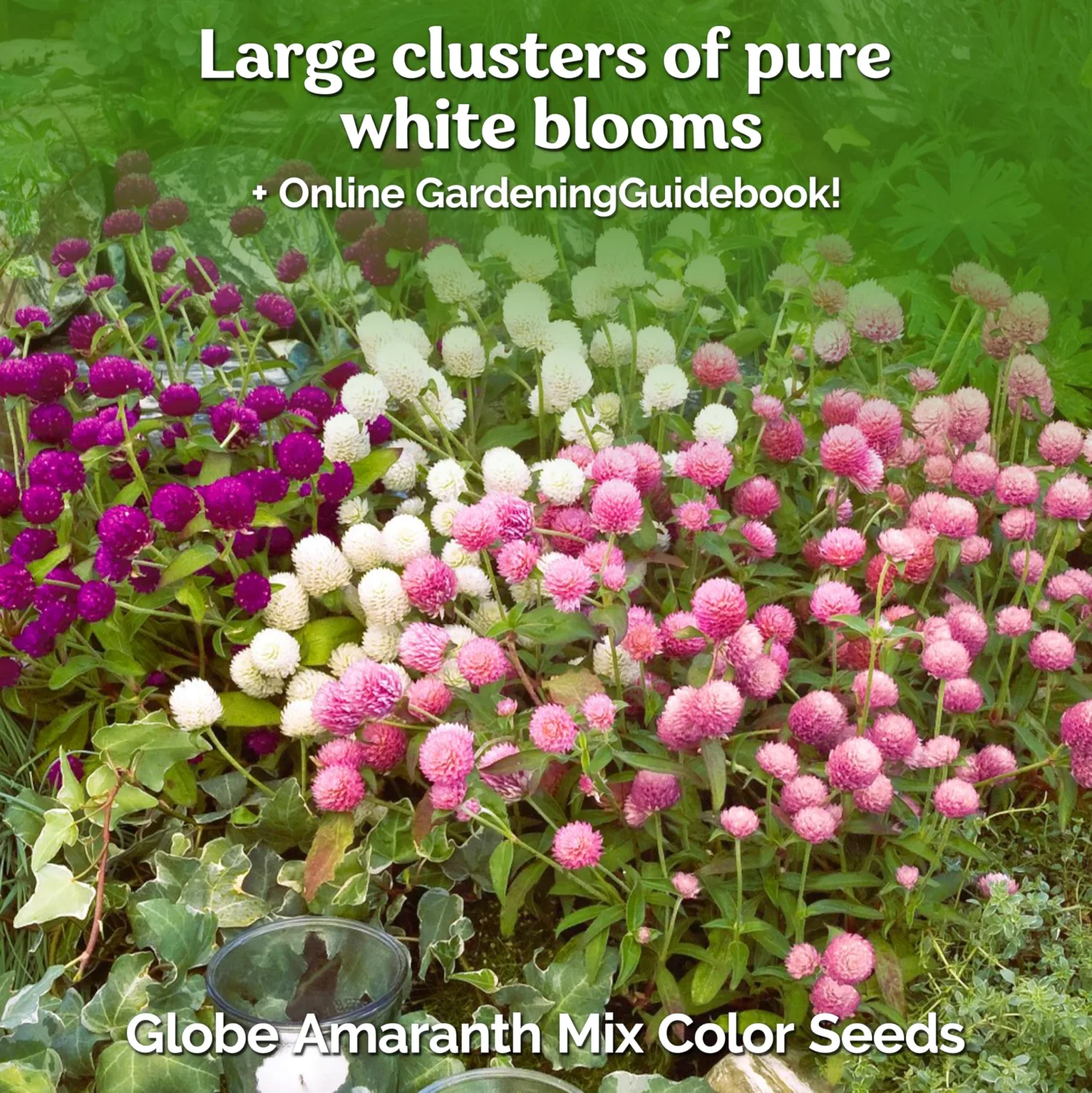 Globe Amaranth Mix Color ~ White, pink, rose, Salmon,and purple. 50 Seeds.