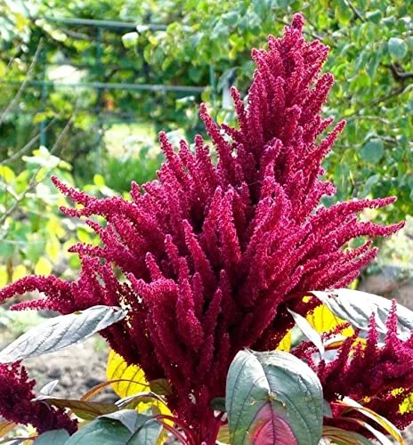 Amaranth Paniculatus Red Shank Seeds for Planting 400+ Seeds Exotic Plants Garden