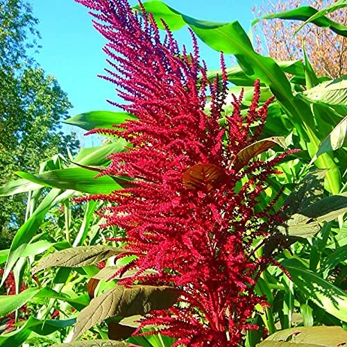 Amaranth Paniculatus Red Shank Seeds for Planting 400+ Seeds Exotic Plants Garden