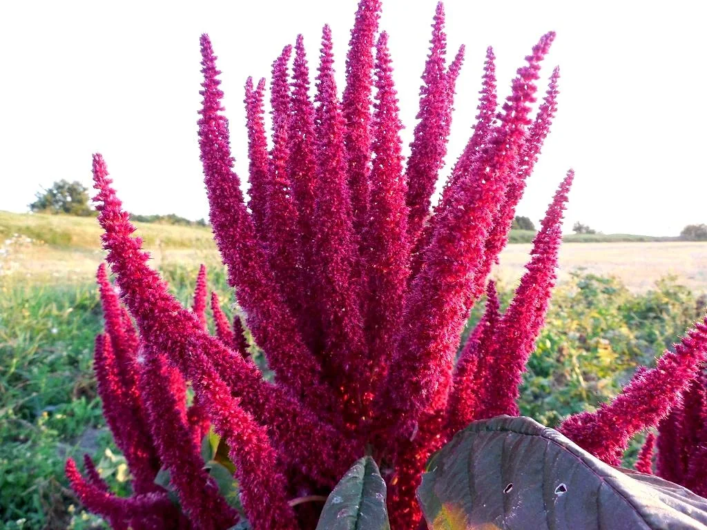Amaranth Paniculatus Red Shank Seeds for Planting 400+ Seeds Exotic Plants Garden