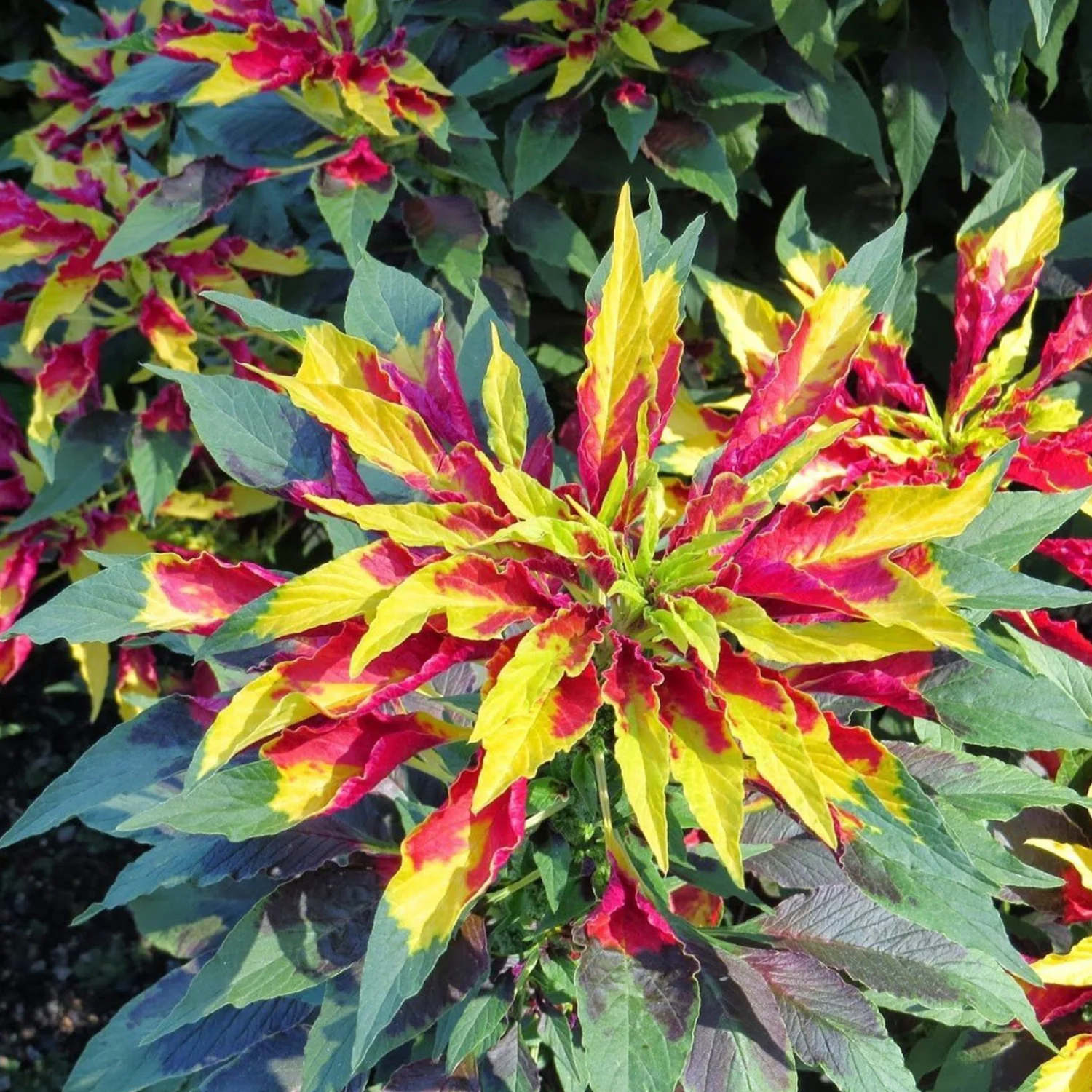 Palm Beach Medicinal Herbs - Joseph's Coat Perfecta Amaranth (Amaranthus Tricolour) - Packet of 40 Seeds