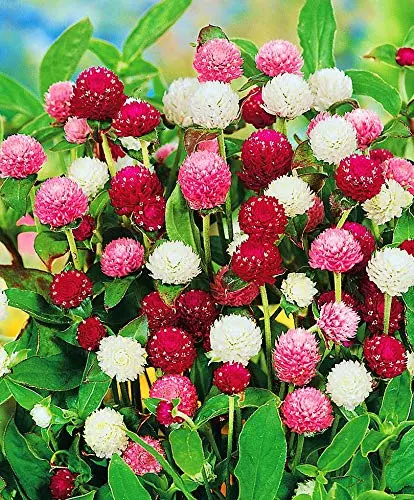 Seeds Globe Amaranth Mix Gomphrena Annual Flowers