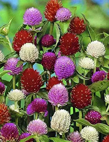 Seeds Globe Amaranth Mix Gomphrena Annual Flowers