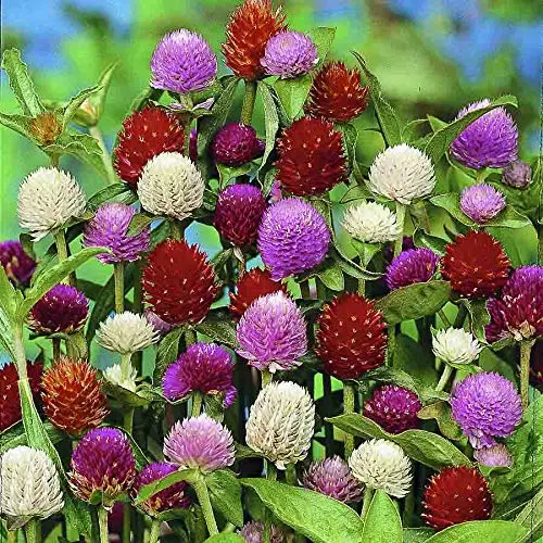 Seeds Globe Amaranth Mix Gomphrena Annual Flowers