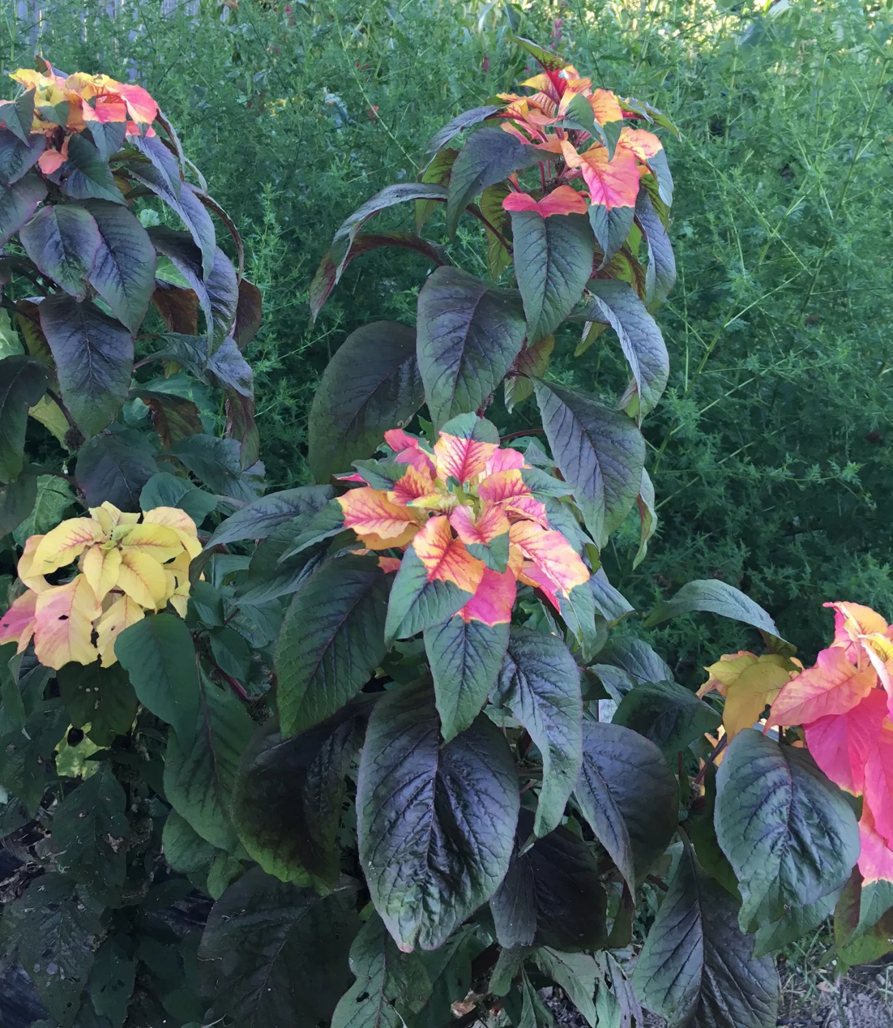 Joseph's Coat Amaranthus Tricolor Amaranth Summer Poinsettia Premium Seeds for Planting Packet