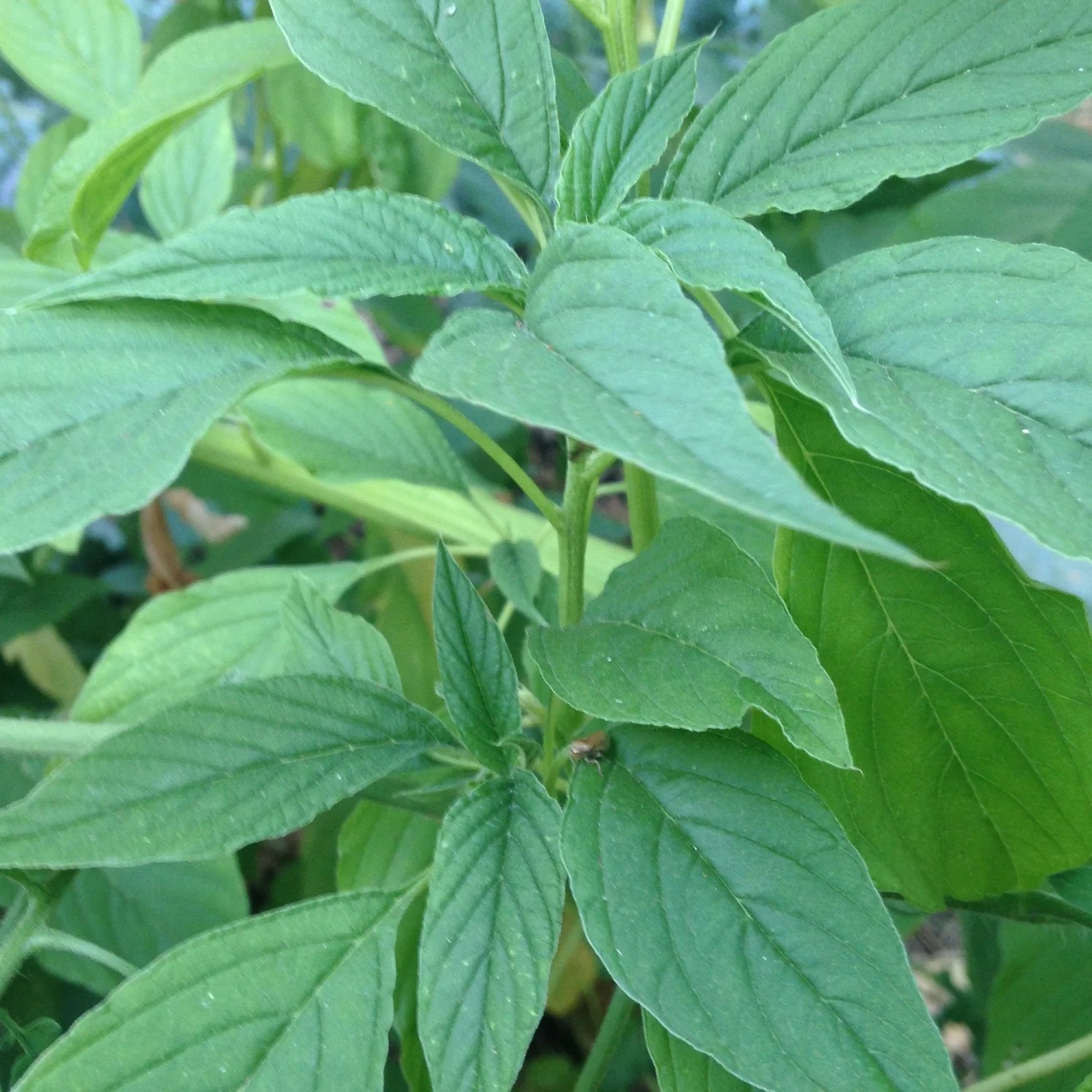 Palm Beach Medicinal Herbs - Green Callaloo Amaranth (Amaranthus Viridis) - Packet of 30 Seeds