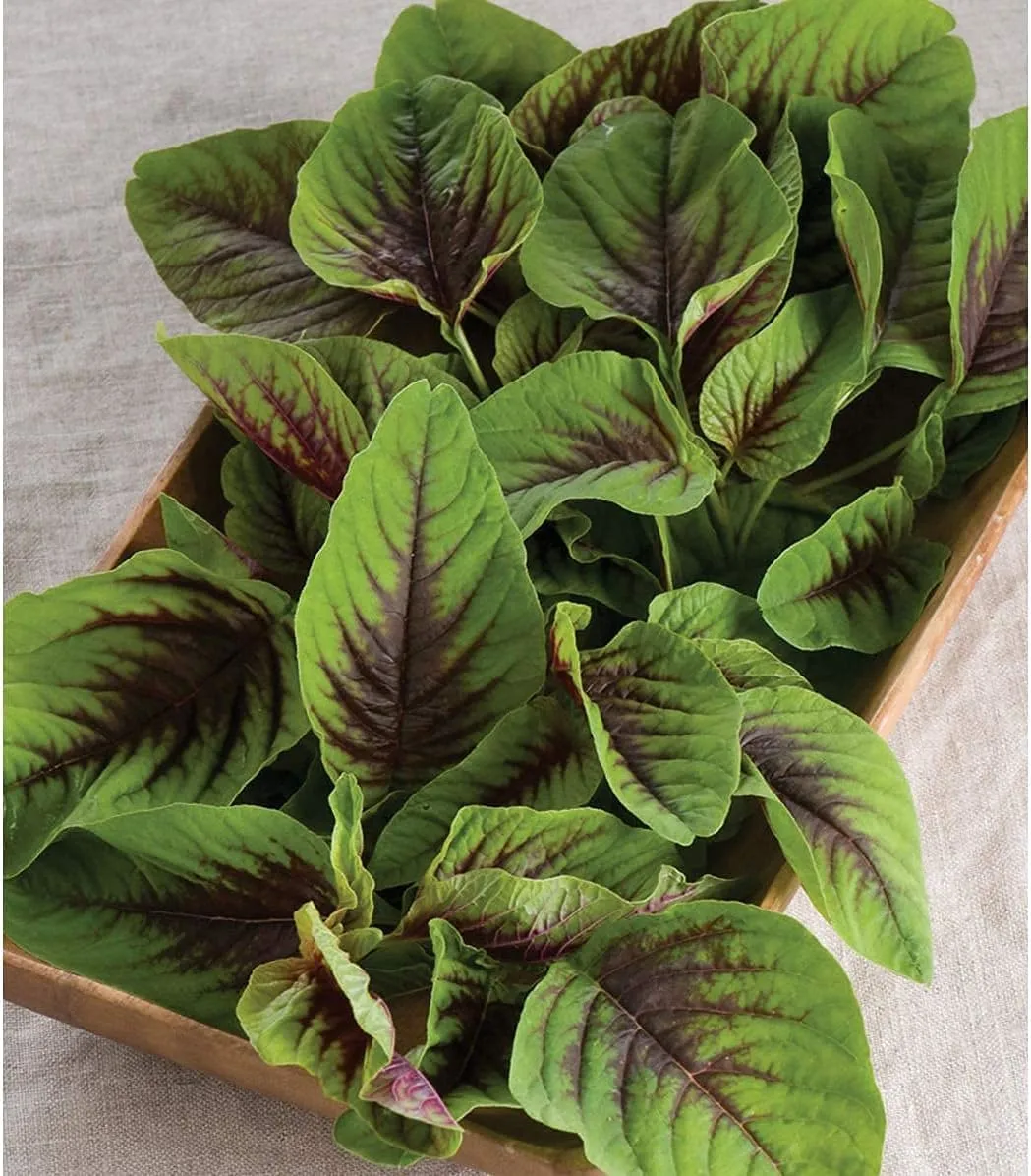 David's Garden Seeds Leafy Greens Red Leaf Vegetable Amaranth 200 Non-GMO, Heirloom Seeds
