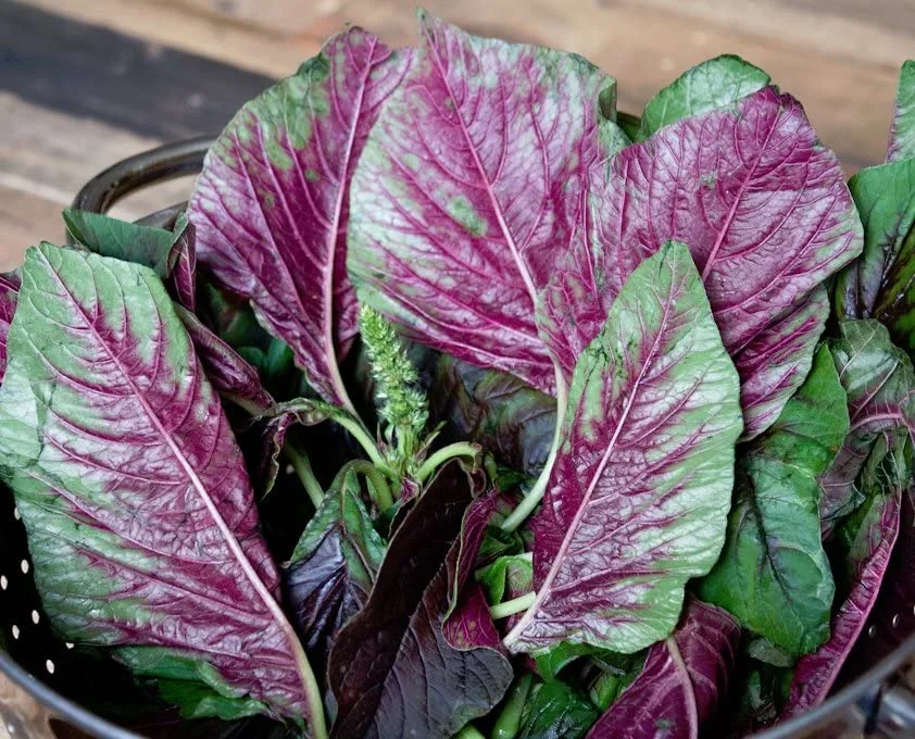 1000 Green Leaf Amaranth Seeds for Planting Chinese Spinach Heirloom Non GMO 2 Grams of Seeds Lu Hsien Garden Vegetable Bulk Survival Amaranthus