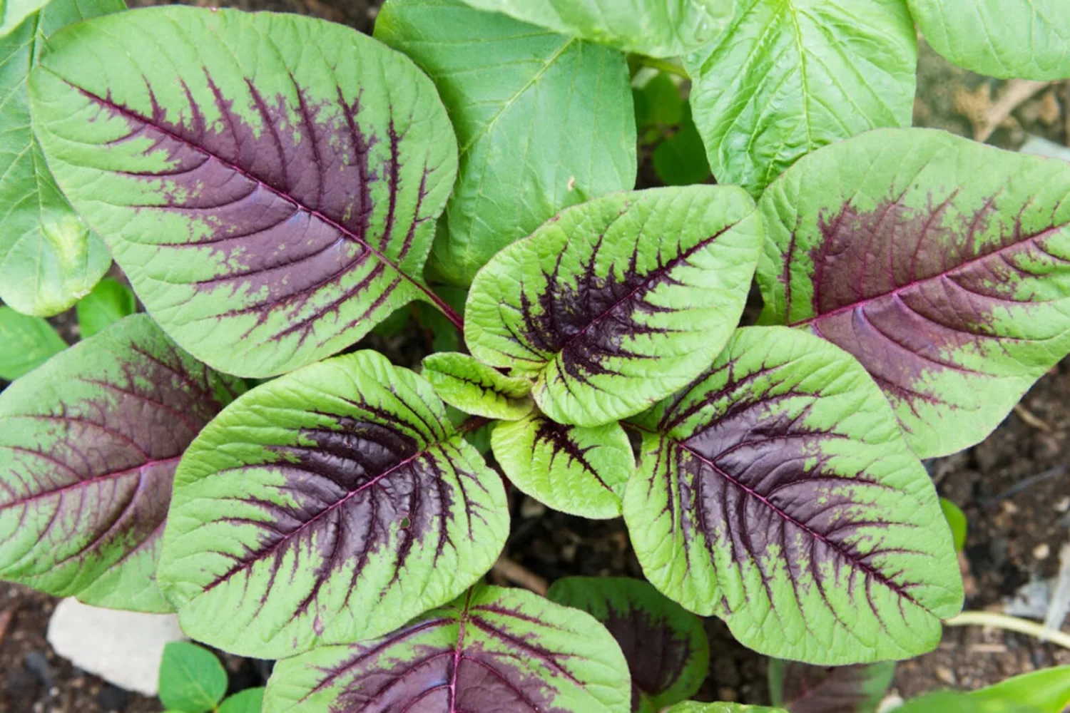 1000 Green Leaf Amaranth Seeds for Planting Chinese Spinach Heirloom Non GMO 2 Grams of Seeds Lu Hsien Garden Vegetable Bulk Survival Amaranthus