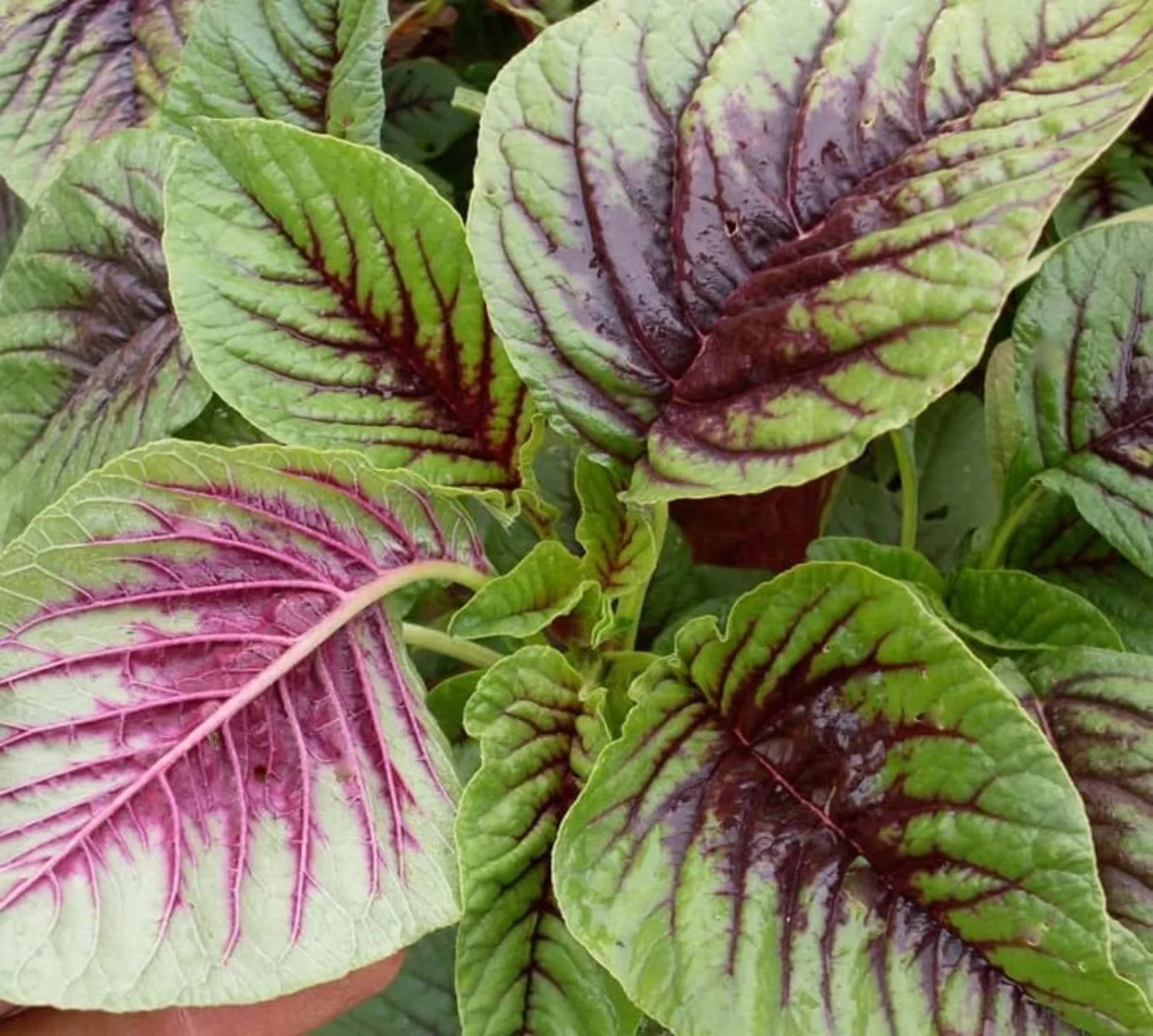 1000 Green Leaf Amaranth Seeds for Planting Chinese Spinach Heirloom Non GMO 2 Grams of Seeds Lu Hsien Garden Vegetable Bulk Survival Amaranthus
