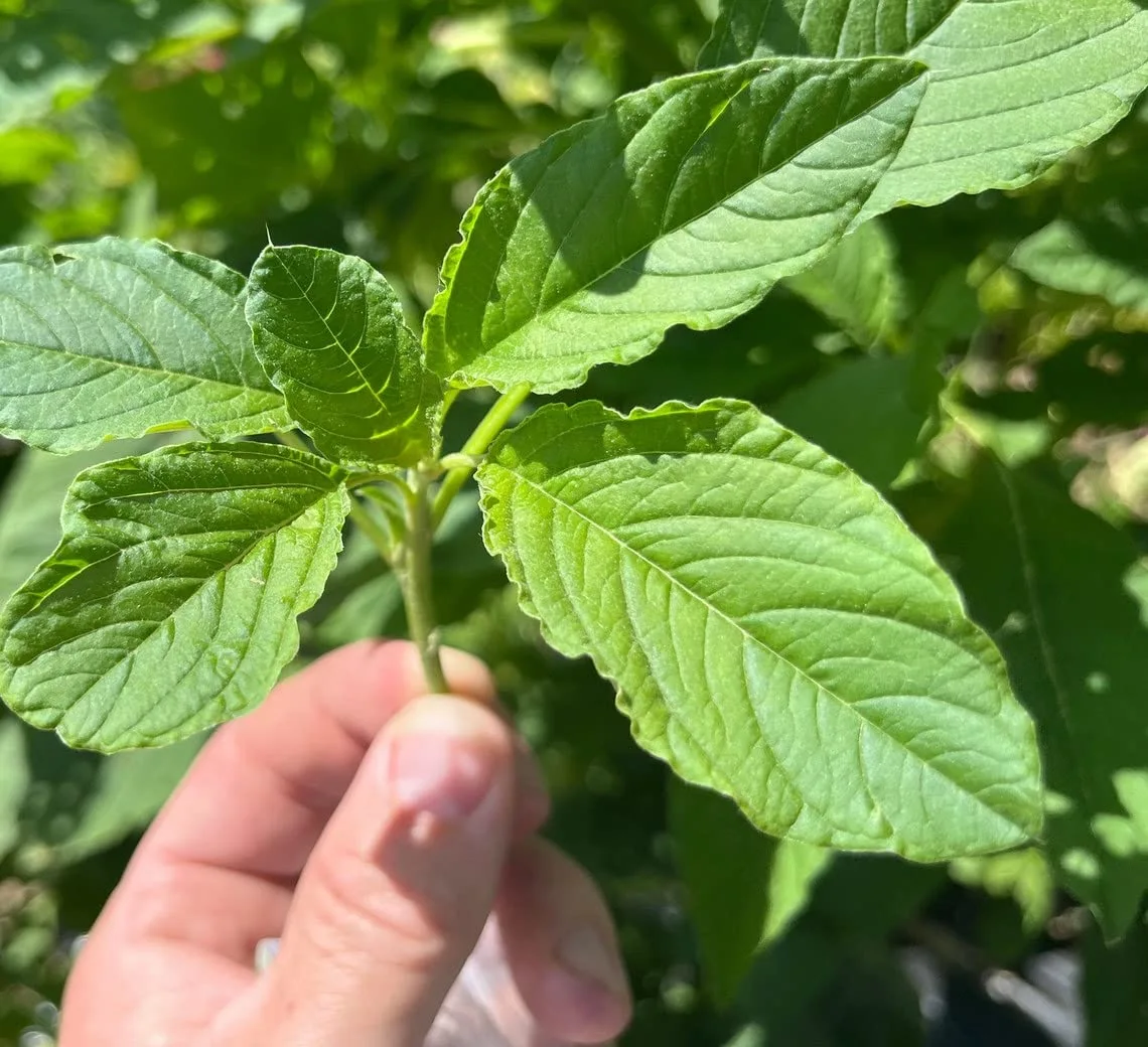 Jamaican Callaloo Amaranthus Viridis Amaranth Premium Seeds for Planting Packet