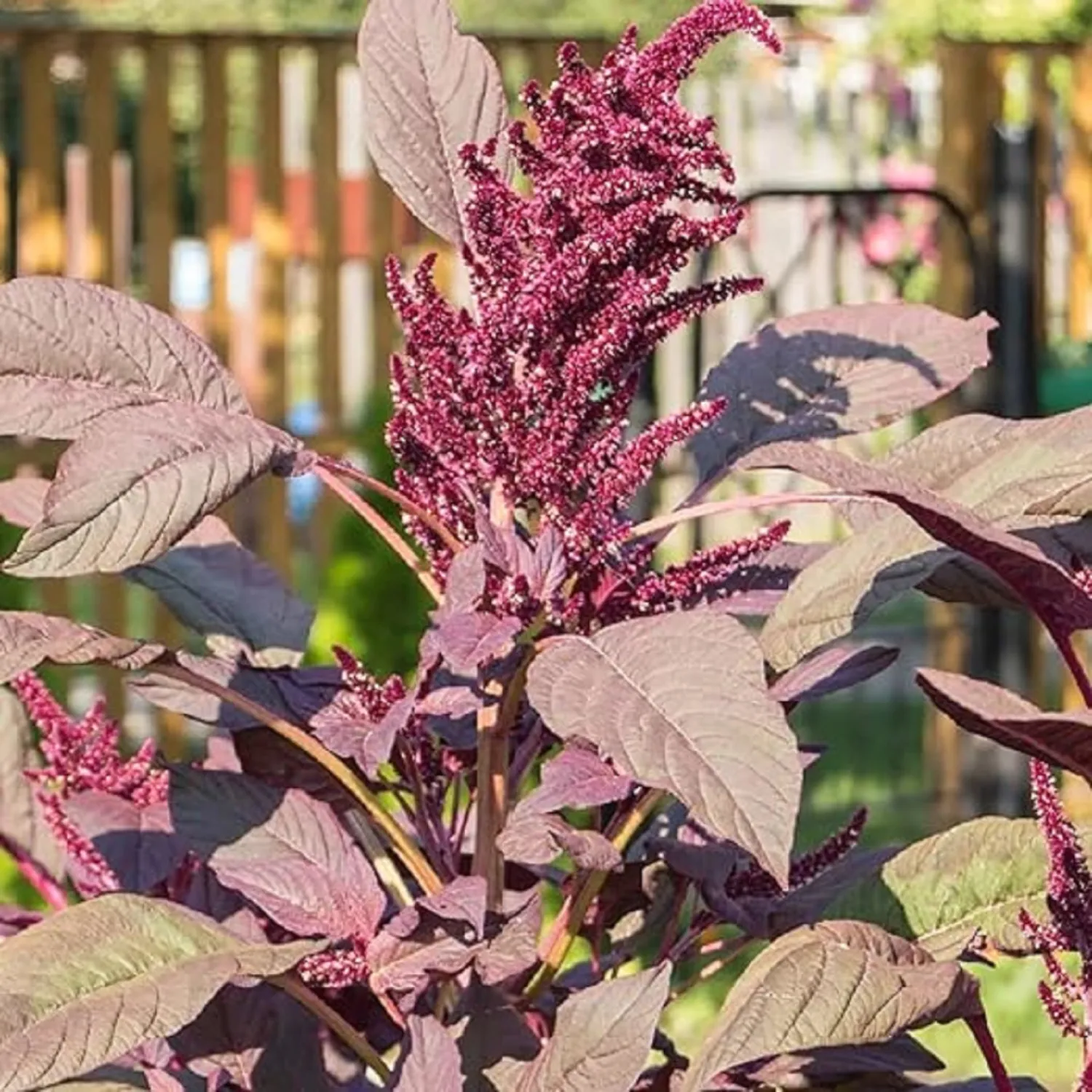CHUXAY GARDEN 250 Seeds Prince's Feather Amaranthus Cruentus Seed Purple Amaranth Seeds for Planting Red Amaranth,Mexican Grain Amaranth Grows in Garden and pots Privacy Screen Plant