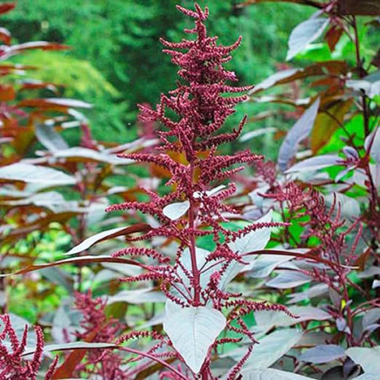 CHUXAY GARDEN 250 Seeds Prince's Feather Amaranthus Cruentus Seed Purple Amaranth Seeds for Planting Red Amaranth,Mexican Grain Amaranth Grows in Garden and pots Privacy Screen Plant