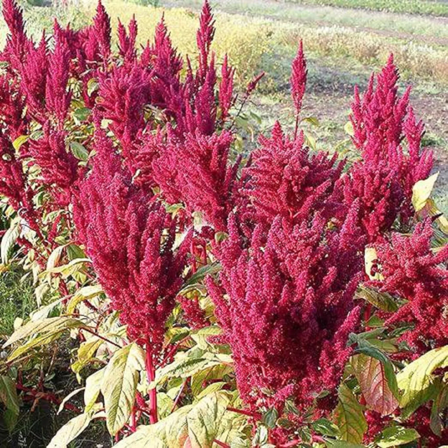 CHUXAY GARDEN 250 Seeds Prince's Feather Amaranthus Cruentus Seed Purple Amaranth Seeds for Planting Red Amaranth,Mexican Grain Amaranth Grows in Garden and pots Privacy Screen Plant