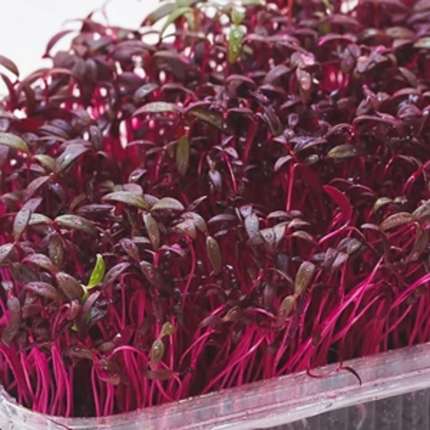 CHUXAY GARDEN Red Leaf Callaloo Seed 3000 Seeds Edible Amaranth Plant Great Taste Spinach Fast Growing & Maintain