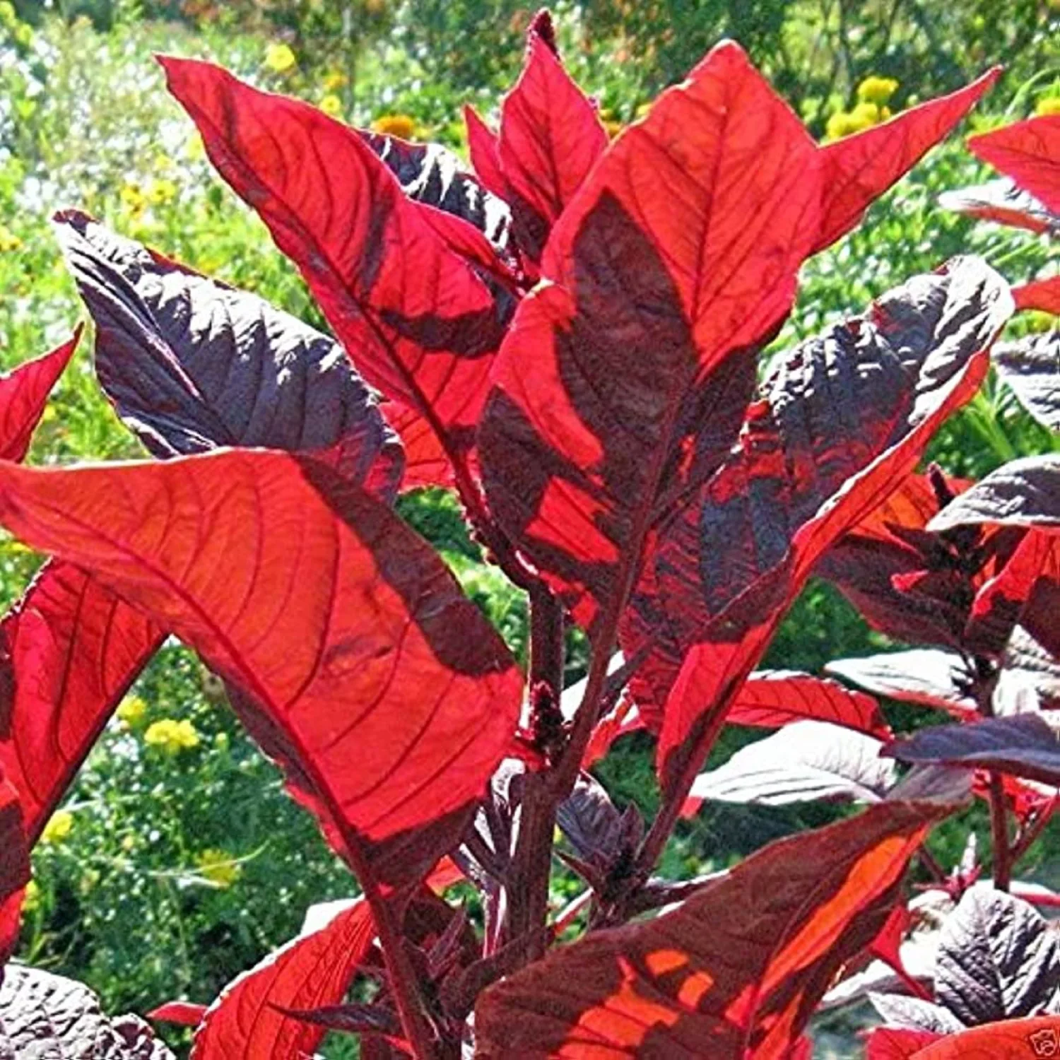 CHUXAY GARDEN Red Leaf Callaloo Seed 3000 Seeds Edible Amaranth Plant Great Taste Spinach Fast Growing & Maintain