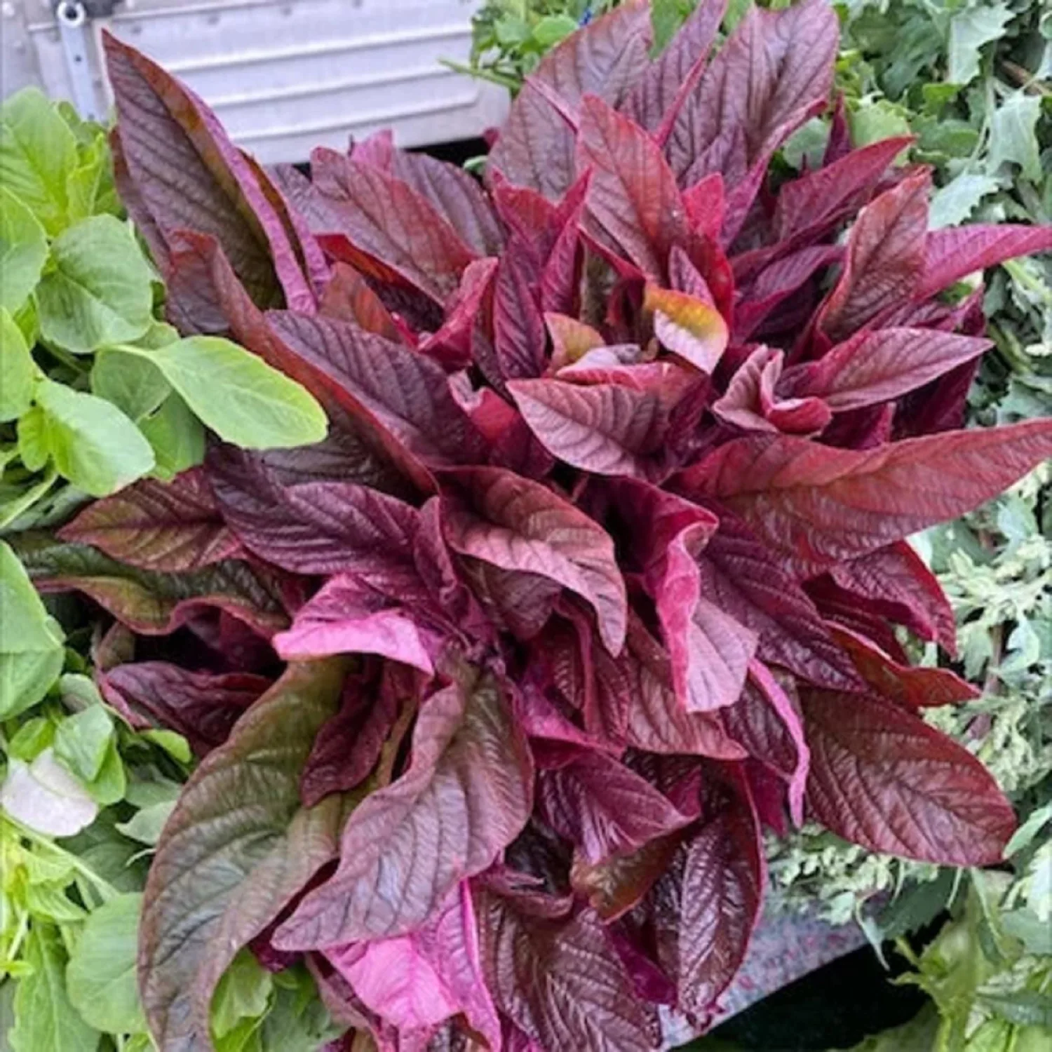 CHUXAY GARDEN Red Leaf Callaloo Seed 3000 Seeds Edible Amaranth Plant Great Taste Spinach Fast Growing & Maintain