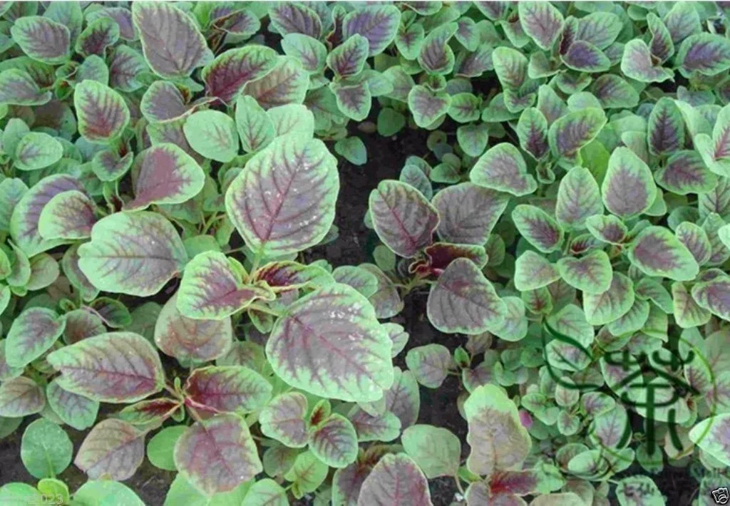 CHINESE SPINACH SEEDS- Edible Amaranth, Red Stripe Leaf -Jamaican Red Calla-loo!(300 Seeds)
