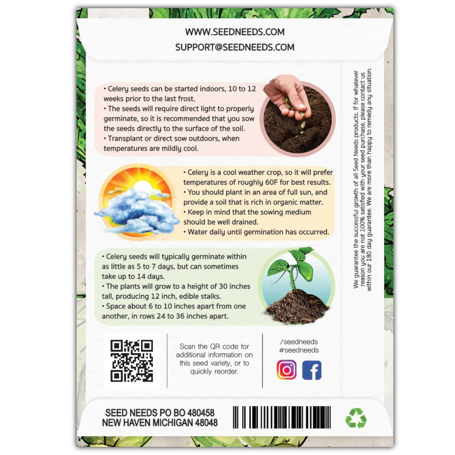 Seed Needs Celery Seeds for Planting Utah 52-70 Celery - Non-GMO, Heirloom & Untreated - Grow a Home Grown Outdoor Vegetable Garden for Fresh Produce (1 Pack)