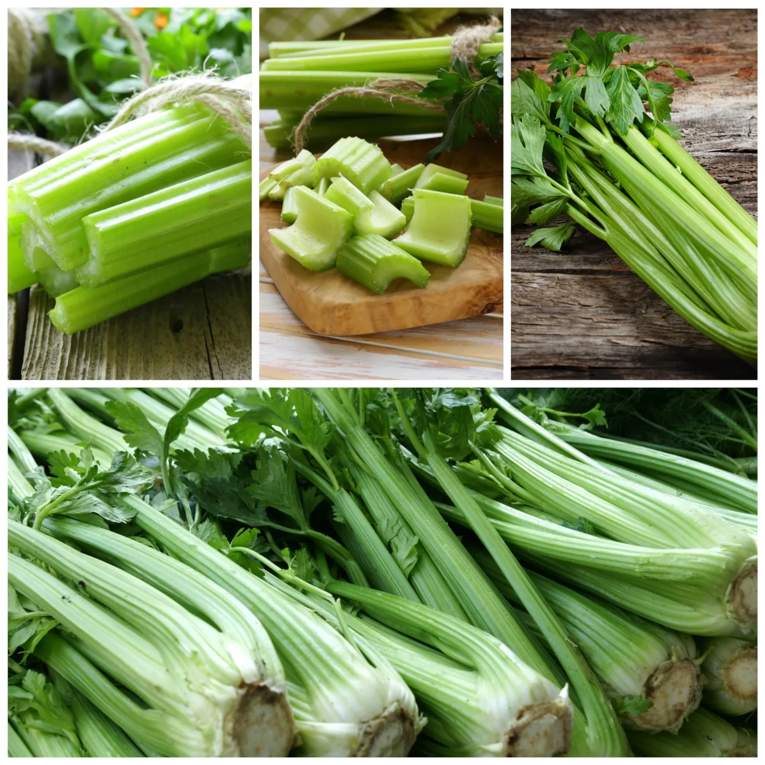 Seed Needs Celery Seeds for Planting Utah 52-70 Celery - Non-GMO, Heirloom & Untreated - Grow a Home Grown Outdoor Vegetable Garden for Fresh Produce (1 Pack)