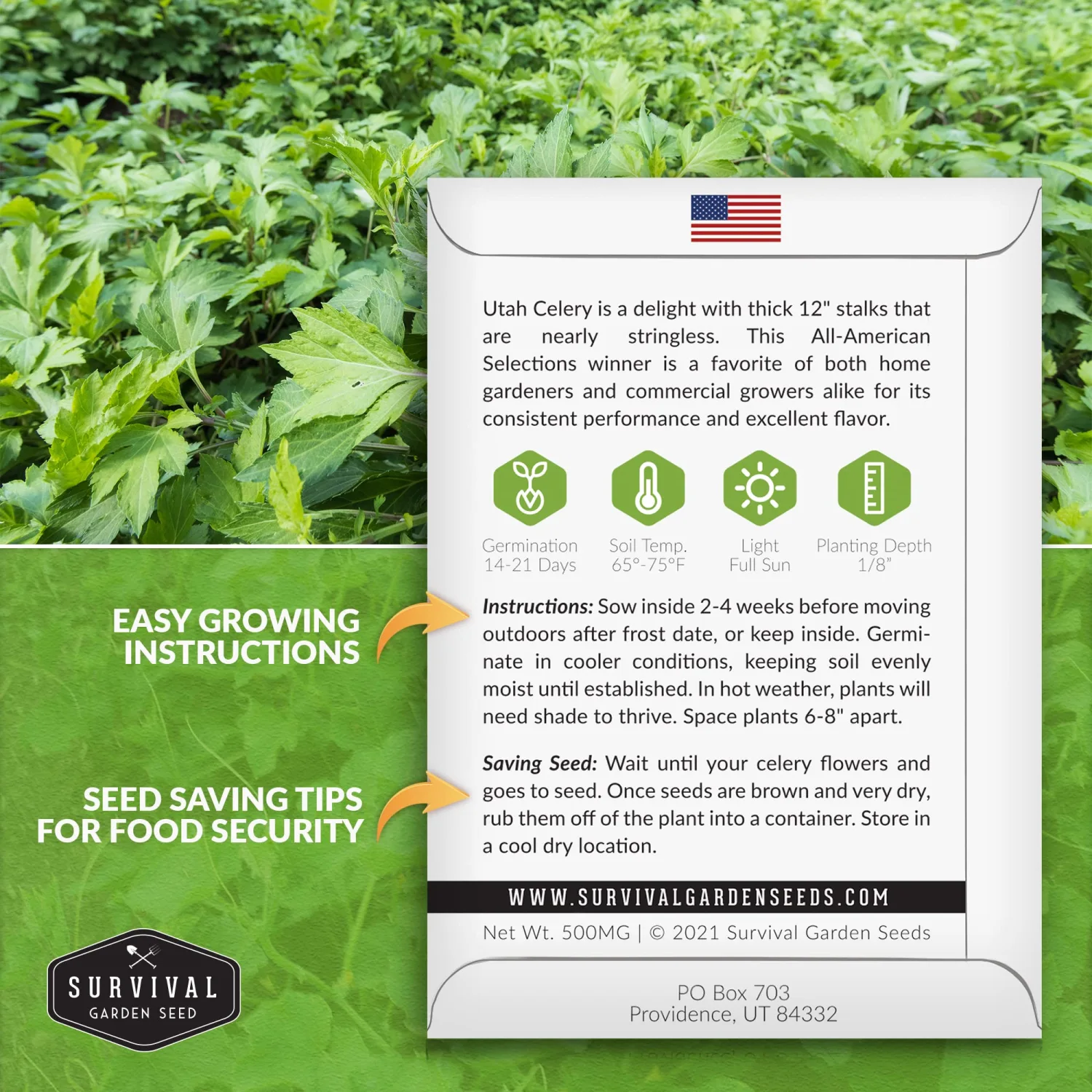 Utah Celery Seed for Planting - Packet with Instructions to Plant & Grow Delicious Celery Plants in Your Home Vegetable Garden - Tender Crisp Non-GMO Heirloom Variety - Survival Garden Seeds