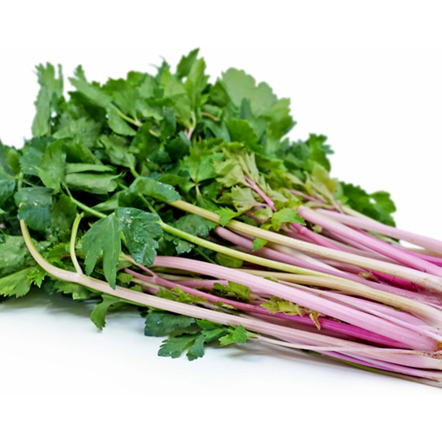KVITER 200 Pink Chinese Celery Seeds (Apium Graveolens), Pink Celery Herb Seeds for Vegetable Home Garden, Early Harvest, Perfect Heirloom seeds Non Gmo Organic for Containers, Outdoor & Indoor Garden