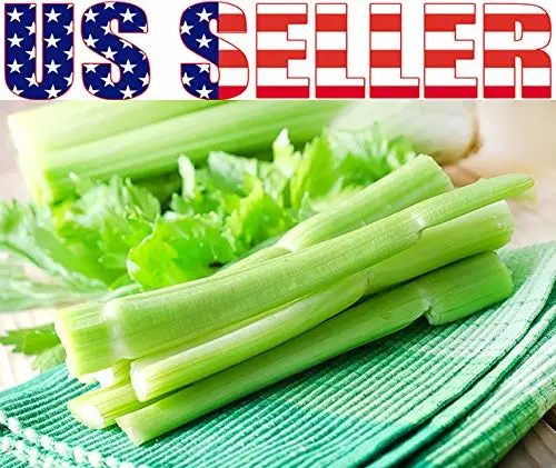 300 Heirloom Giant Tendercrisp Celery Seeds Non-GMO Juicy, Delicious and Flavorful, Apium graveolens from USA