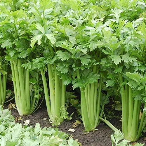 Tango Hybrid Celery Seeds (40 Seed Pack)