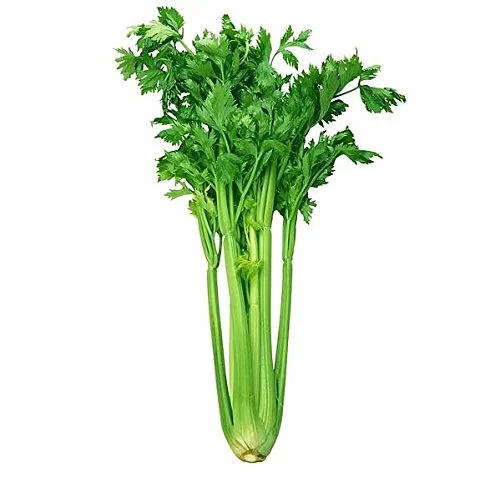 Organic Kintsai Chinese Dark Green Celery Seeds Heirloom Non-gmo Crisp * 1000 Seeds